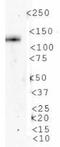 Autophagy And Beclin 1 Regulator 1 antibody, NBP1-07124, Novus Biologicals, Western Blot image 