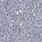 Annexin A1 antibody, HPA011271, Atlas Antibodies, Immunohistochemistry frozen image 