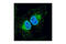 Adaptor Protein, Phosphotyrosine Interacting With PH Domain And Leucine Zipper 1 antibody, 3858S, Cell Signaling Technology, Immunocytochemistry image 