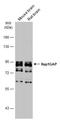 RAP1 GTPase Activating Protein antibody, GTX113821, GeneTex, Western Blot image 