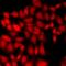 DEAD-Box Helicase 20 antibody, LS-C668565, Lifespan Biosciences, Immunofluorescence image 