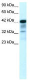 POU Class 2 Homeobox 3 antibody, TA330590, Origene, Western Blot image 