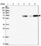Pleckstrin Homology And RhoGEF Domain Containing G6 antibody, NBP1-83840, Novus Biologicals, Western Blot image 
