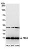 Tubulin Folding Cofactor A antibody, A305-553A, Bethyl Labs, Western Blot image 