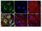 Heat Shock Protein Family B (Small) Member 1 antibody, PA1-018, Invitrogen Antibodies, Immunofluorescence image 