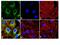 Heat Shock Protein Family B (Small) Member 1 antibody, PA1-018, Invitrogen Antibodies, Immunofluorescence image 