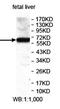 Zinc Finger Protein 417 antibody, orb78079, Biorbyt, Western Blot image 