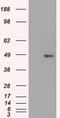 Forkhead Box A1 antibody, CF500245, Origene, Western Blot image 