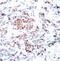Signal Transducer And Activator Of Transcription 5A antibody, 79-289, ProSci, Immunohistochemistry frozen image 