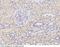 Phytanoyl-CoA dioxygenase, peroxisomal antibody, 13368-MM03, Sino Biological, Immunohistochemistry frozen image 