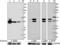 Sirtuin 2 antibody, 650202, BioLegend, Western Blot image 