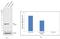 Growth Factor Receptor Bound Protein 2 antibody, PA5-27151, Invitrogen Antibodies, Western Blot image 