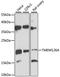 Transmembrane Protein 126A antibody, LS-C747893, Lifespan Biosciences, Western Blot image 
