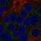 Transducer Of ERBB2, 2 antibody, NBP2-55030, Novus Biologicals, Immunofluorescence image 