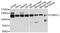 Oxysterol Binding Protein Like 3 antibody, A4604, ABclonal Technology, Western Blot image 