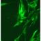 HIF1-alpha antibody, BML-SA287-0100, Enzo Life Sciences, Immunocytochemistry image 