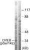 CAMP Responsive Element Binding Protein 1 antibody, LS-C198839, Lifespan Biosciences, Western Blot image 