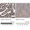 High Mobility Group Nucleosomal Binding Domain 3 antibody, NBP1-86904, Novus Biologicals, Immunohistochemistry paraffin image 