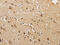 ADP Ribosylation Factor 6 antibody, CSB-PA129669, Cusabio, Immunohistochemistry frozen image 