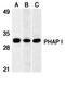 Acidic Nuclear Phosphoprotein 32 Family Member A antibody, orb74504, Biorbyt, Western Blot image 
