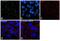 Cadherin 1 antibody, 53-3249-80, Invitrogen Antibodies, Immunofluorescence image 