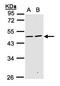 Sialic Acid Binding Ig Like Lectin 9 antibody, orb73678, Biorbyt, Western Blot image 