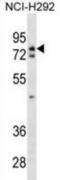 WRN Helicase Interacting Protein 1 antibody, abx030777, Abbexa, Western Blot image 