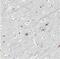 MYB Binding Protein 1a antibody, NBP2-13630, Novus Biologicals, Immunohistochemistry paraffin image 