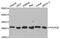 RNA Polymerase II Subunit E antibody, MBS126763, MyBioSource, Western Blot image 