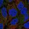Shroom Family Member 1 antibody, NBP2-32696, Novus Biologicals, Immunofluorescence image 