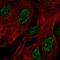 Zinc Finger Protein 441 antibody, PA5-66573, Invitrogen Antibodies, Immunofluorescence image 