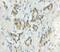 Calneuron 1 antibody, 11477-1-AP, Proteintech Group, Immunohistochemistry paraffin image 