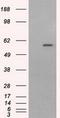 Cytochrome P450 Family 1 Subfamily A Member 2 antibody, GTX84639, GeneTex, Western Blot image 