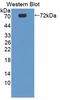 Protein Z, Vitamin K Dependent Plasma Glycoprotein antibody, LS-C372581, Lifespan Biosciences, Western Blot image 