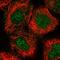 Archaelysin Family Metallopeptidase 2 antibody, HPA023299, Atlas Antibodies, Immunofluorescence image 