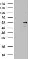 TIMELESS-interacting protein antibody, LS-C336761, Lifespan Biosciences, Western Blot image 