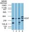 Msh Homeobox 1 antibody, NBP2-24715, Novus Biologicals, Western Blot image 