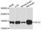 Golgi Glycoprotein 1 antibody, abx125879, Abbexa, Western Blot image 