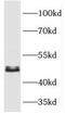 Mitogen-Activated Protein Kinase 9 antibody, FNab04448, FineTest, Western Blot image 