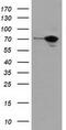 SAM And HD Domain Containing Deoxynucleoside Triphosphate Triphosphohydrolase 1 antibody, CF501954, Origene, Western Blot image 