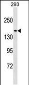 Nucleoporin NUP188 homolog antibody, PA5-48940, Invitrogen Antibodies, Western Blot image 