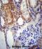 Sushi Domain Containing 2 antibody, abx027173, Abbexa, Immunohistochemistry frozen image 