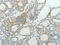Cyclin D1 antibody, CSB-PA446984, Cusabio, Immunohistochemistry frozen image 