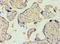 Sulfotransferase Family 2B Member 1 antibody, LS-C376721, Lifespan Biosciences, Immunohistochemistry paraffin image 