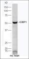 G3BP Stress Granule Assembly Factor 1 antibody, orb4575, Biorbyt, Western Blot image 