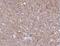 Actin Binding LIM Protein 1 antibody, FNab00054, FineTest, Immunohistochemistry frozen image 