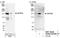 Zinc Finger And BTB Domain Containing 40 antibody, NBP1-06564, Novus Biologicals, Western Blot image 
