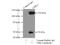 Choline Kinase Alpha antibody, 13520-1-AP, Proteintech Group, Immunoprecipitation image 