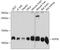 ATP Synthase Membrane Subunit G antibody, A32372, Boster Biological Technology, Western Blot image 