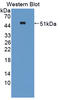 Sclerostin antibody, LS-C373044, Lifespan Biosciences, Western Blot image 